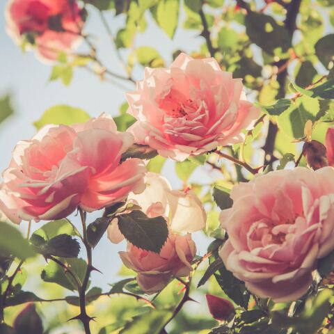 Ροζ τριαντάφυλλα