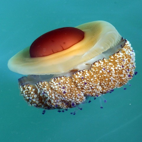 Τεράστια μέδουσα