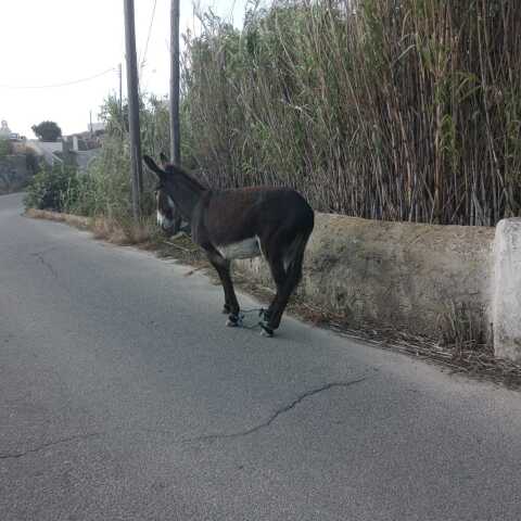 Μύκονος: Η γαϊδουρίτσα βρέθηκε παστουρωμένη, ενώ το παιδί της το είχε παρασύρει αυτοκίνητο