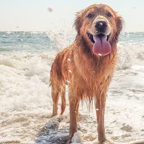 Σκύλος στη θάλασσα