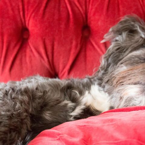 ​Γιατί μου καναπέθανες;