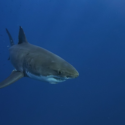 Ζάκυνθος: Καρχαρίας λίγο έξω από το λιμάνι