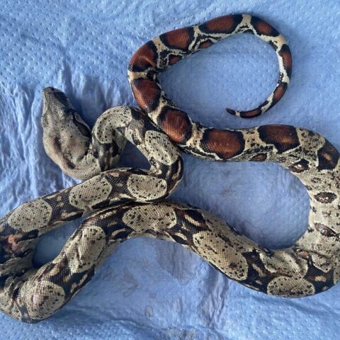 Βόας στη Θεσσαλονίκη