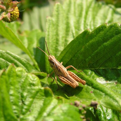 Ακρίδα πάνω σε φυτό