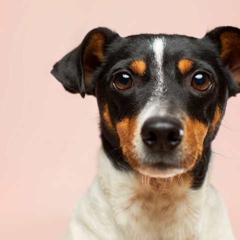 Ανήλικος κρέμασε από τον λαιμό σκύλο και τον μαστίγωσε 