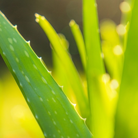 Αλόη Βέρα: Στη λίστα του ΠΟΥ με τις πιθανώς καρκινογόνες ουσίες