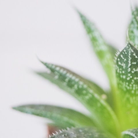 Αλόη βέρα: Γιατί ενδέχεται να ενταχθεί στις πιθανώς καρκινογόνες ουσίες