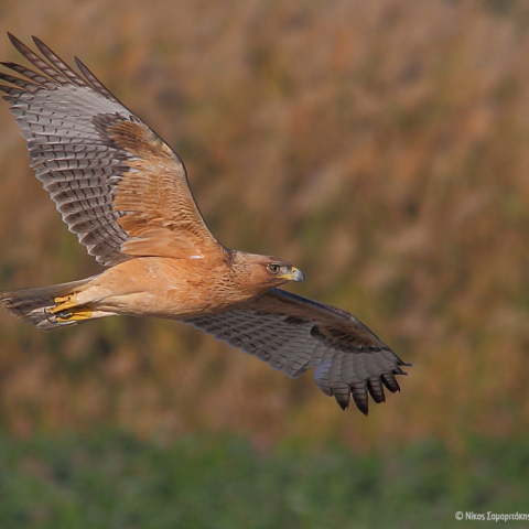 Ο ακούραστος εξερευνητής σπιζαετός Βάιος
