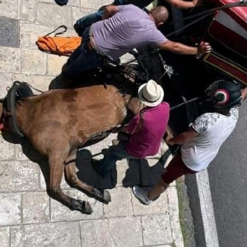 Νεκρό άλογο που έσερνε άμαξα στην Κέρκυρα