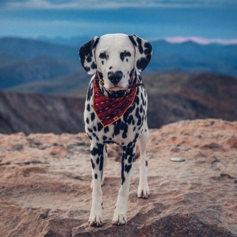 Wiley, το πιο αξιαγάπητο σκυλί Δαλματίας