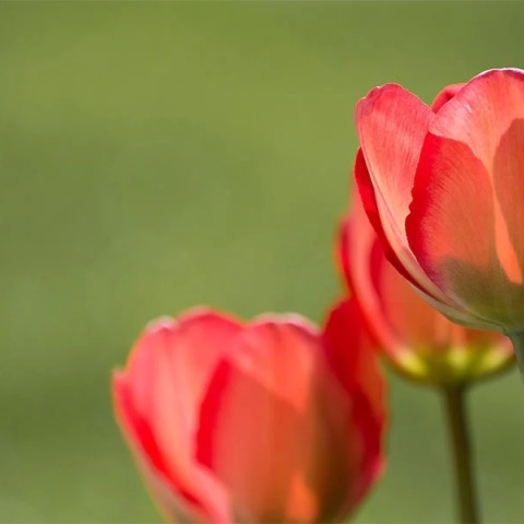 Εορτολόγιο: Σήμερα 11 Ιουλίου 2023 γιορτάζει…