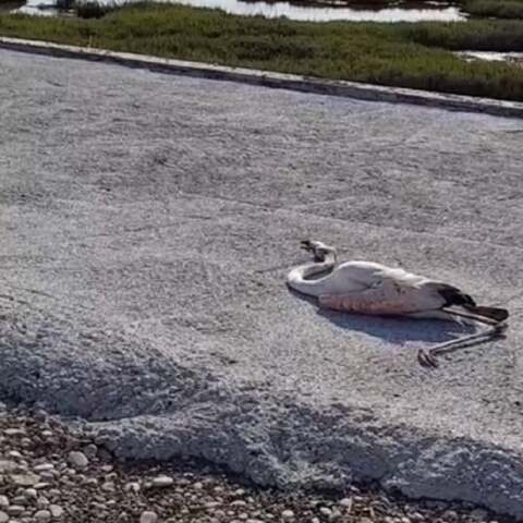 Νεκρά φλαμίνγκο στο Μεσολόγγι