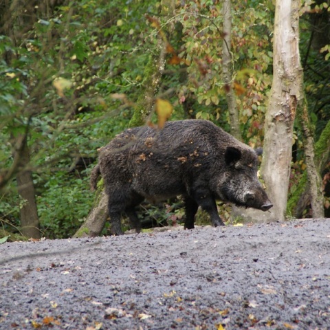 Σέρρες: Κρούσμα αφρικανικής πανώλης των χοίρων – Μεγάλη κινητοποίηση