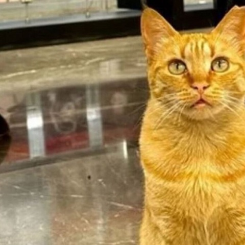 Η ΕΡΤ μας «συστήνει» τη γάτα του Ραδιομεγάρου