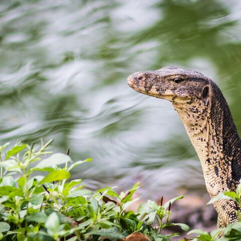 Η σαύρα monitor μοιάζει με κροκόδειλο