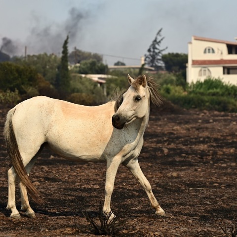 Φωτιά στον Κουβαρά: Επιχείρηση διάσωσης εγκλωβισμένων αλόγων