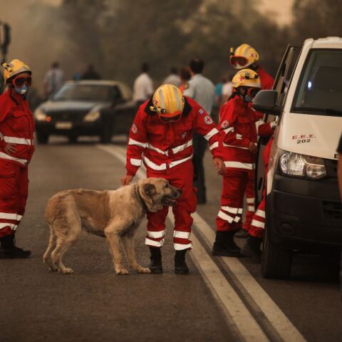 Δραματικές προσπάθειες διασωστών και εθελοντών να σωθούν ζώα από τα πύρινα μέτωπα