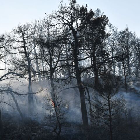 Ευθύμιος Λέκκας: Η Αττική δεν αντέχει να χάσει άλλο πράσινο