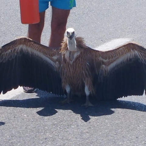 Γυπαετός στον ΒΟΑΚ