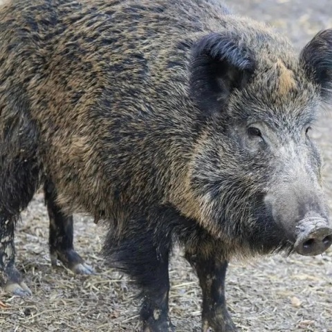 Βερολίνο: Η λέαινα που αναζητούνταν είναι πιθανότατα αγριογούρουνο
