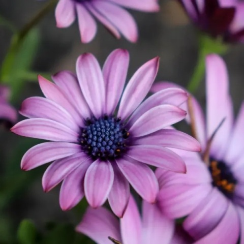 Εορτολόγιο: Σήμερα 22 Νοεμβρίου 2023 γιορτάζει…