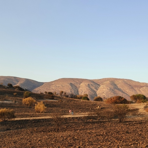Ψάχνοντας με την Anima και τη Save Your Hood άγρια ζώα στα καμένα 