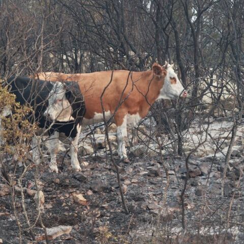 © ΓΙΩΡΓΟΣ ΚΟΝΤΑΡΙΝΗΣ/EUROKINISSI
