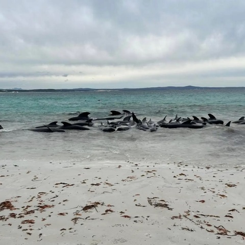 Αυστραλία: Δεκάδες μαυροδέλφινα εξόκειλαν σε παραλία 