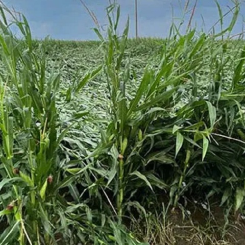 Ξάνθη: Καταστροφές σε καλλιέργειες και κτηνοτροφικές μονάδες από ανεμοστρόβιλο