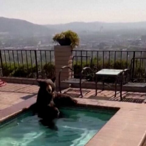 Η αρκούδα στο τζακούζι στην Καλιφόρνια