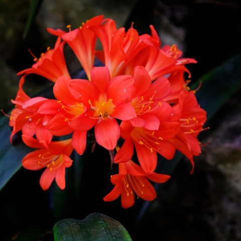 Λουλούδι στα βασιλικά θερμοκήπια του Laeken, Βέλγιο