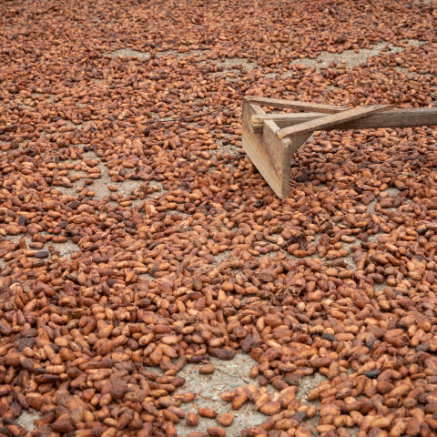 Κόκκοι κακάο