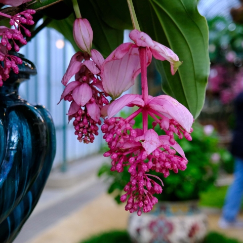 Ιδιαίτερο φυτό στα βασιλικά θερμοκήπια του Laeken στο Βέλγιο