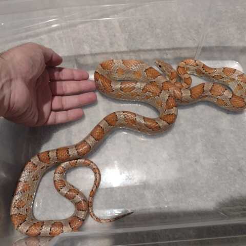 Corn snake βρέθηκε σε διαμέρισμα στη Θεσσαλονίκη