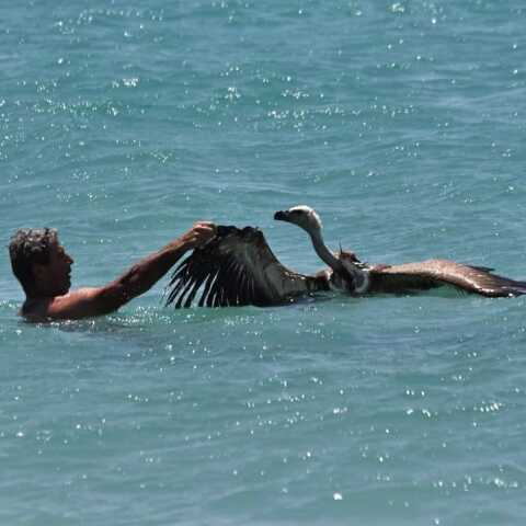 Διάσωση ορνίου σε παραλία στη Σητεία