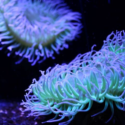 Θαλάσσια ανεμώνη