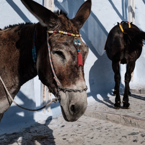 Γαϊδουράκι