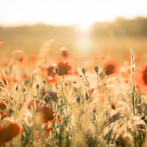 Παπαρούνες