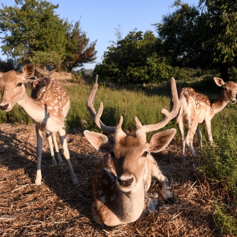 Πρέπει να ληφθούν άμεσα μέτρα γιατί εγκαταλείπονται οι περιοχές 