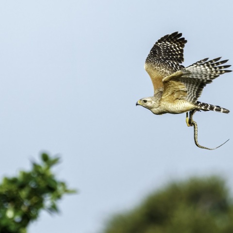 Γεράκι που έχει πιάσει φίδι