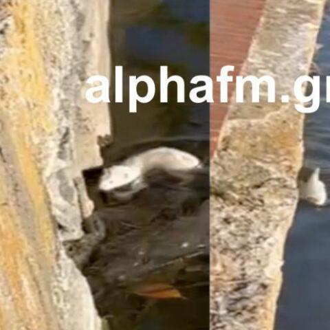 Μινκ κολυμπούν στη λίμνη της Καστοριάς