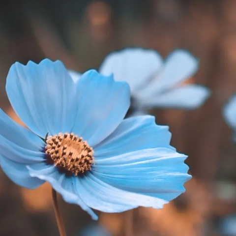 Εορτολόγιο: Σήμερα 22 Αυγούστου 2023 γιορτάζει…