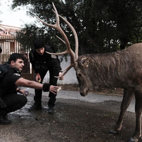 Η προσπάθεια των αστυνομικών να ταΐσουν το ελάφι ©Yannis Antonoglou / SOOC