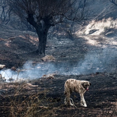Σκύλος περπατά στις στάχτες μετά τη φωτιά στη Φυλή