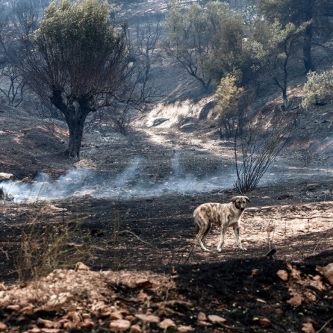 Αποκαΐδια μετά τη φωτιά στη Φυλή