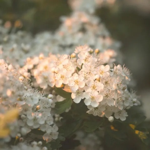 Εορτολόγιο: Σήμερα 24 Αυγούστου 2023 γιορτάζει…