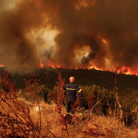 Καταστροφή στο δάσος Δαδιάς © Konstantinos Tsakalidis / SOOC