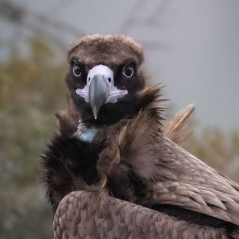 Kαίγεται και η θέση όπου βρίσκεται η αποικία του απειλούμενου με εξαφάνιση Μαυρόγυπα ©Αντώνης Στούμπας / ΟΡΝΙΘΟΛΟΓΙΚΗ