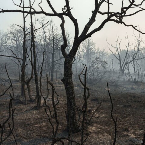 Καμένη έκταση κοντά στο χωριό Κίρκη ©Konstantinos Tsakalidis / SOOC