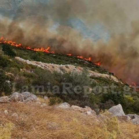 Φωτιά τώρα στη Φθιώτιδα